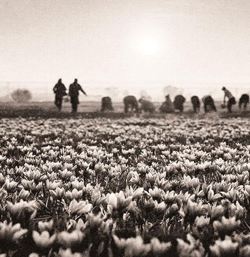 نایم لاین مورد 1